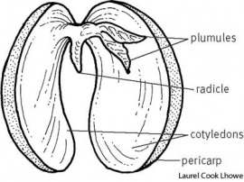 eudicotyledon