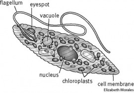 euglena