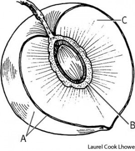exocarp
