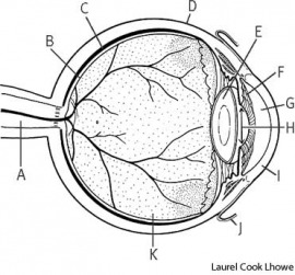 eye