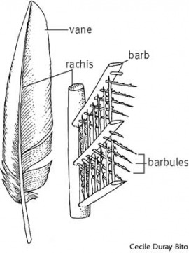 feather