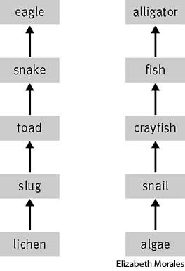 food chain