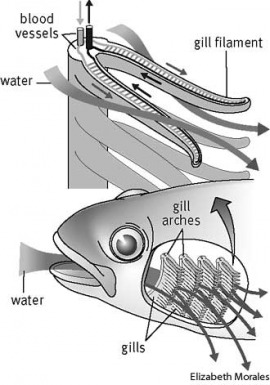gill