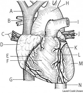 heart