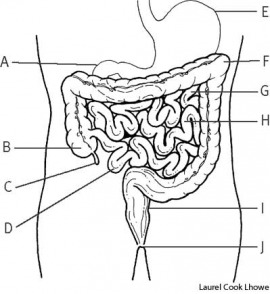intestine