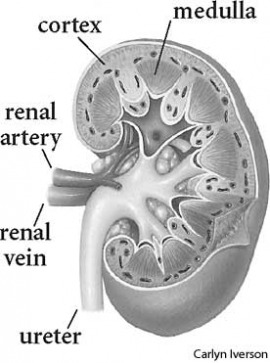 kidney