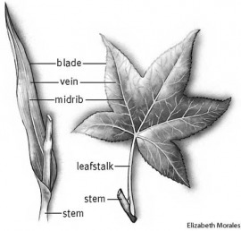 leaf