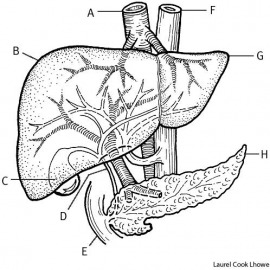 liver