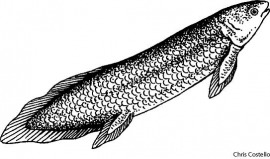 lungfish