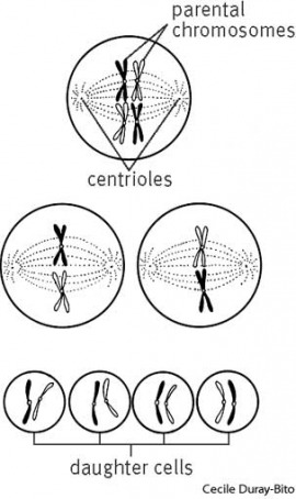 meiosis
