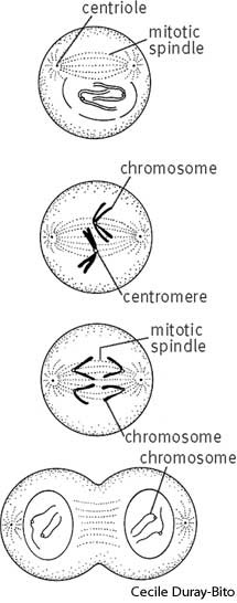 mitosis