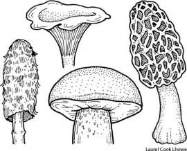 mushroom