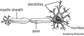 neuron