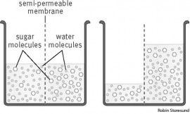 osmosis