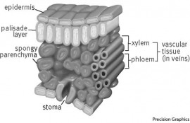 photosynthesis