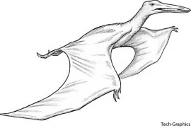 pterodactyl