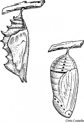 pupa