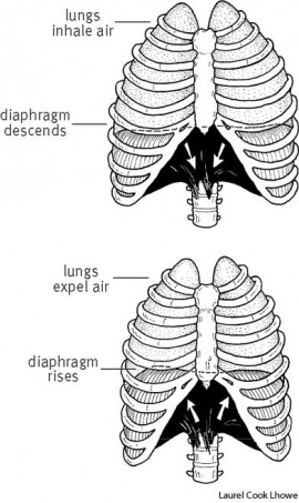  Is the Name Given to Organisms that Use Aerobic Cellular Respiration?