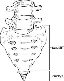 sacrum