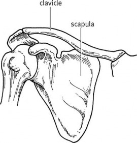 scapula