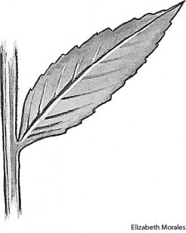 sessile