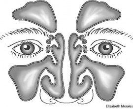 sinus