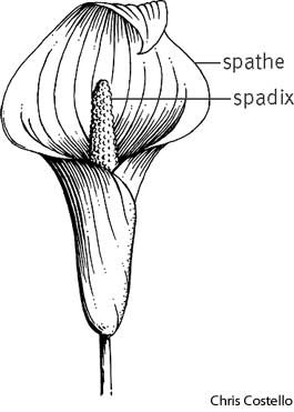spathe