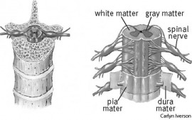 spinal cord
