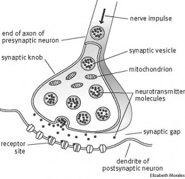 synapse