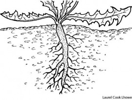 taproot