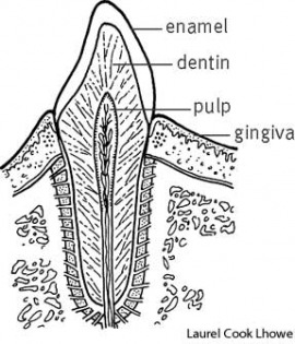 tooth