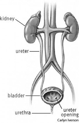 urinary tract