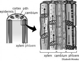 xylem