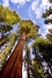 Very tall trees. Very tall trees.