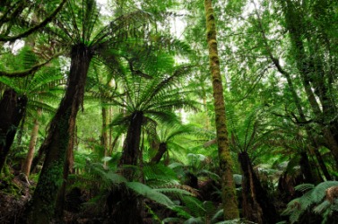The lush vegetation of a rainforest. The lush vegetation of a rainforest.
