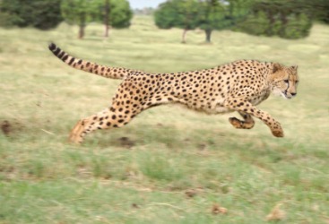 A fast running cheetah is an example of yare. A fast running cheetah is an example of yare.