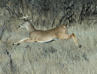 The action of this deer is yauld. The action of this deer is yauld.