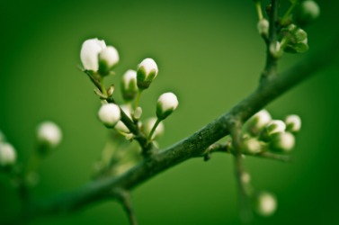 The budding branch of an apple blossom tree. The budding branch of an apple blossom tree.