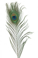 A beautiful peacock feather. A beautiful peacock feather.