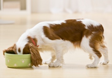 This dog has been fed. This dog has been fed.
