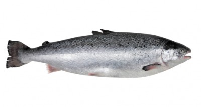 This salmon is a fish. This salmon is a fish.