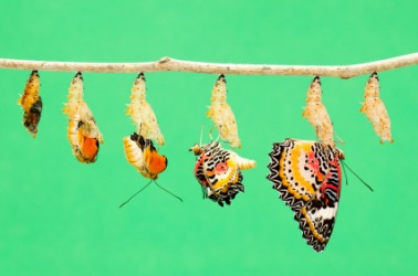 The life cycle of a butterfly. The life cycle of a butterfly.