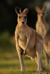 A kangaroo is a marsupial. A kangaroo is a marsupial.
