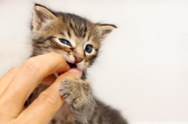 A kitten takes a playful nip from a finger. A kitten takes a playful nip from a finger.