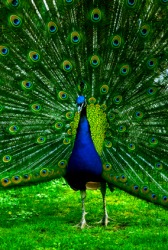 A peacock diplays his feathers. A peacock diplays his feathers.