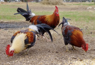 Chickens pecking in the yard. Chickens pecking in the yard.
