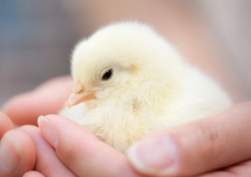 This chick is an immature chicken. This chick is an immature chicken.