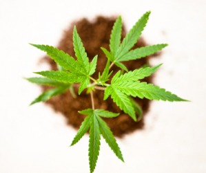 Marijuane is called dope. Marijuane is called dope.