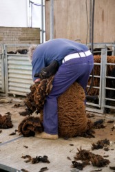 Fleecing a sheep. Fleecing a sheep.