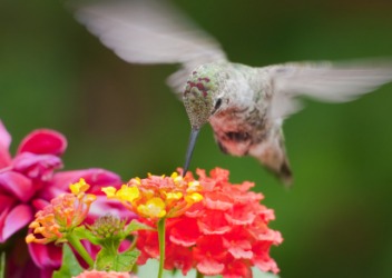 A hummingbird's wings flutter. A hummingbird's wings flutter.